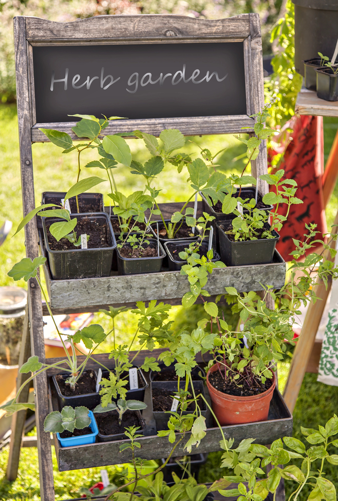 Container Gardening for Beginners: Creative Ideas to Kickstart Your Urban Oasis